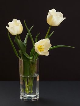 Bouquet of yellow tulips in glass vase on the black background.