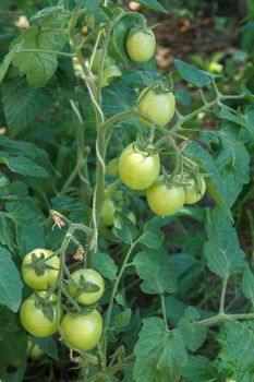 Unripe green tomatoes growing on a bush in the garden. Tomatoes on the garden bed with green fruits.