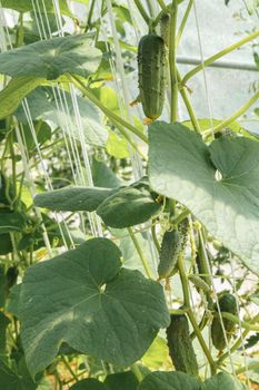 Ripe and unripe cucumbers in the greenhouse. Cucumber growing in the garden.