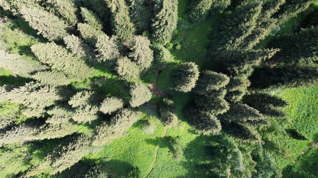 Top view of coniferous trees and fields. A path through the forest is visible. Mountainous terrain. High green hills of the Trans-Ili Alatau. Mountains of Kazakhstan. Gondola road