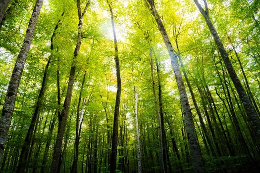 autumn forest of beech trees with the sun illuminating the green treetops, nature green wood background, ecology and nature conservation concept
