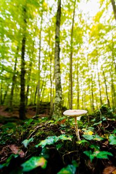 vertical photo of a tiny mushroom growing on the forest ground between the moss and the leaves of the ground, in the blurred background the golden sunlight illuminates the forest