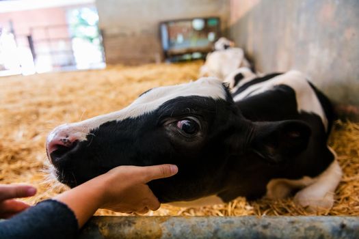 portrait of a young black and white calf at dairy farm caressing with the hand of a person, newborn baby cow, concept of rural life and farm animals