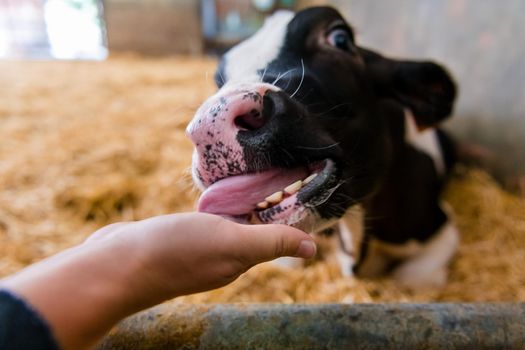 portrait of a young black and white calf at dairy farm licking a person hand, newborn baby cow, concept of rural life and farm animals