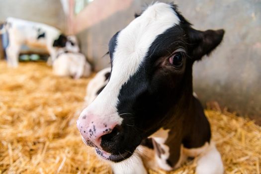 portrait of a young black and white calf at dairy farm, newborn baby cow looking to the camera, concept of rural life and farm animals