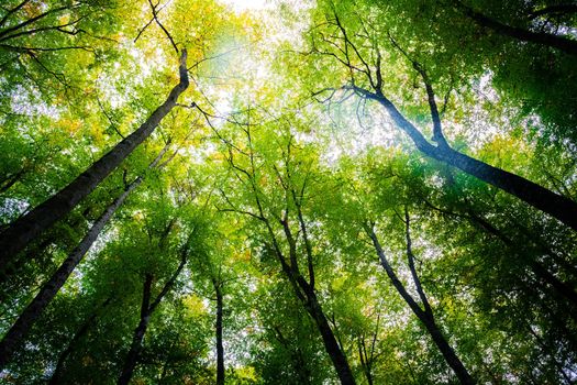 autumn forest of beech trees with the sun illuminating the green treetops view from below, nature green wood background, ecology and nature conservation concept