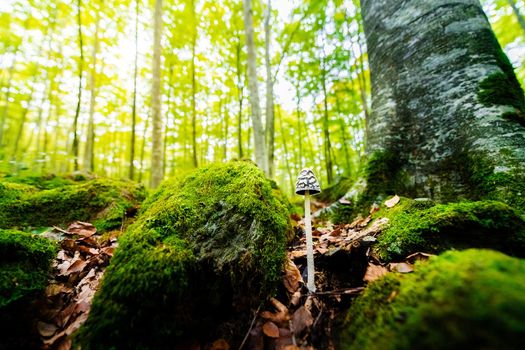 tiny mushroom growing on the forest ground between the leaves and the moss covered stones next to a tree, in the background the golden sunlight illuminates the blurred forest