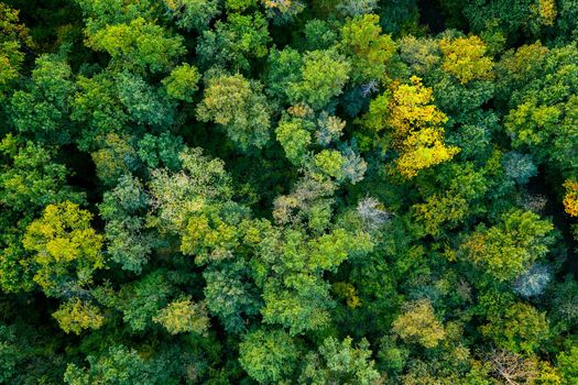 aerial top down view of a green forest, drone view, natural green background
