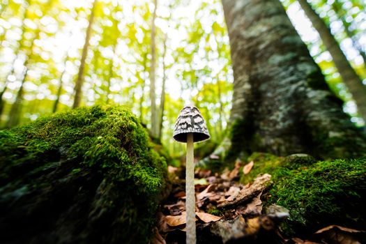 tiny mushroom growing on the forest ground between the moss covered stones next to a tree, in the blurred background the golden sunlight illuminates the forest