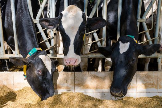 three cows eating hay in cowshed on dairy farm, agriculture industry, farming and animal husbandry concept