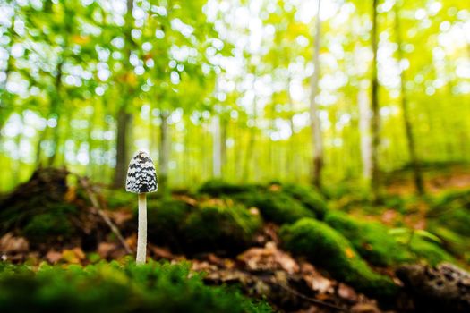 isolated tiny mushroom growing on the forest ground between the moss covered stones, in the blurred background the golden sunlight illuminates the forest