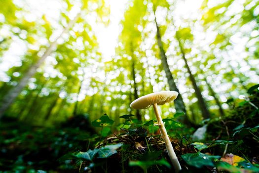 tiny mushroom growing on the forest ground between the moss and the leaves of the ground, in the blurred background the golden sunlight illuminates the forest