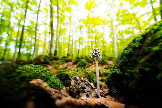 tiny mushroom growing on the forest ground between the moss covered stones, in the background the golden sunlight illuminates the blurred forest