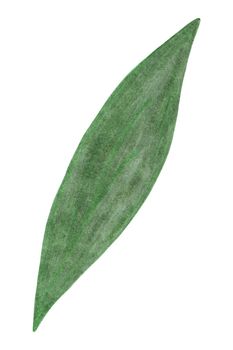 Green Leaf of Flower Isolated on White Background. Flower Leaf Element Drawn by Color Pencil.
