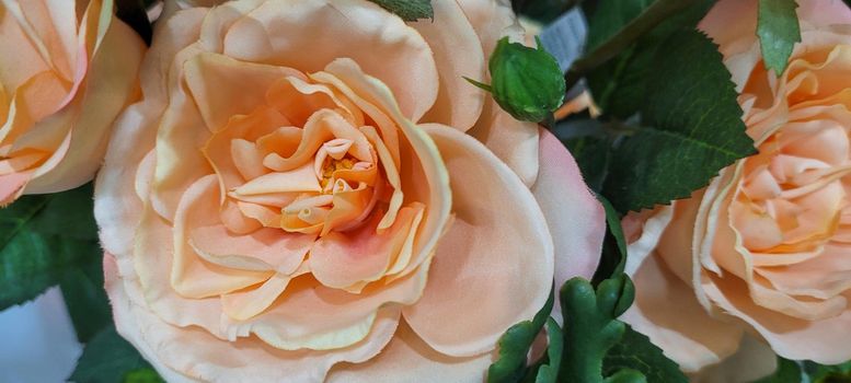 flower garden rose flowers with green leaves which can be used as background