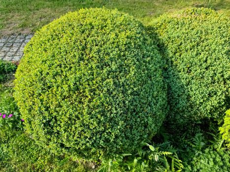 Beautiful green leaves of plantsin a european garden