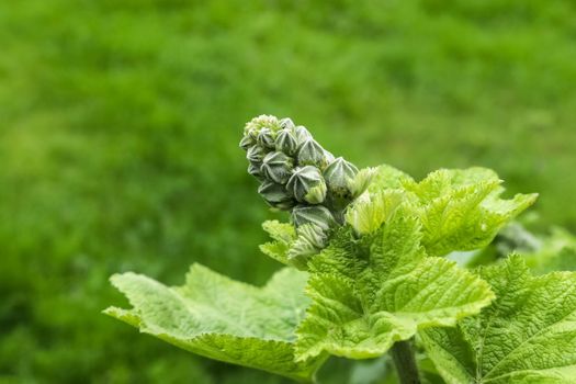 Beautiful green leaves of plantsin a european garden