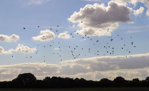 A large flock of black crow birds against a beautiful sky