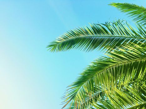 Tropical nature, vintage backdrop and summer vacation concept - Palm tree leaves and the sky, summertime travel background