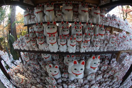 Image of invited cat (Tokyo, Gotokuji). Shooting Location: Tokyo metropolitan area
