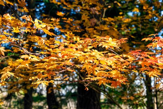 Bright yellow leaves lighted up with sun light. Red and yellow leaves on autumn season in a park