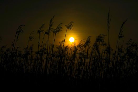 Susukino field and sun. Shooting Location: Miyagi Prefecture Yamamoto-cho