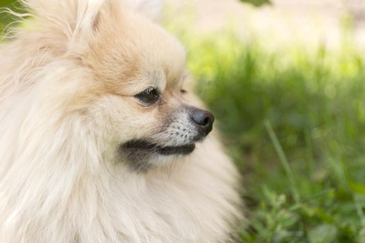 Pomeranian small dog. Close up portrait