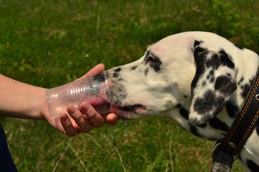 Dalmatians drink water in the park from a plastic cup
