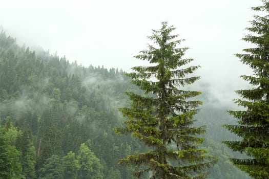 Big spruce against the backdrop of a misty mountain