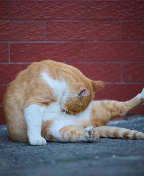 Adult red -haired white cat sits on the street, day