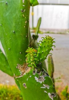 Spiny green cactus cacti plants and trees with spines fruits in Playa del Carmen Quintana Roo Mexico.