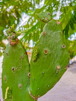 Spiny green cactus cacti plants and trees with spines fruits in Playa del Carmen Quintana Roo Mexico.