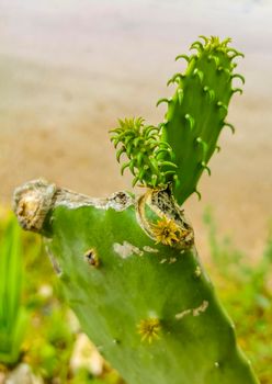 Spiny green cactus cacti plants and trees with spines fruits in Playa del Carmen Quintana Roo Mexico.