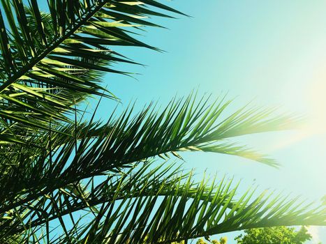 Tropical nature, vintage backdrop and summer vacation concept - Palm tree leaves and the sky, summertime travel background