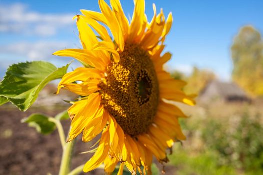 A beautiful sunflower with long yellow petals in the field. Calm tranquil moment in countryside. Sunflower growing in evening field. Atmospheric summer wallpaper, space for text