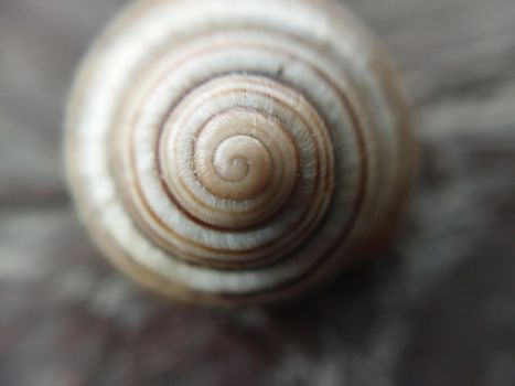 Land snail shell in a the garden