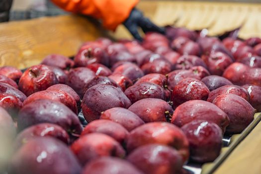 quality control of apples on the automatic feeding line