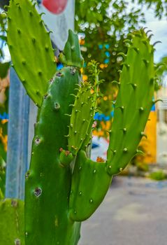 Spiny green cactus cacti plants and trees with spines fruits in Playa del Carmen Quintana Roo Mexico.