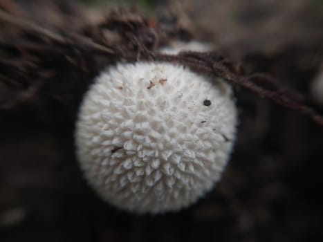 Mushroom grew on the ground and the grass