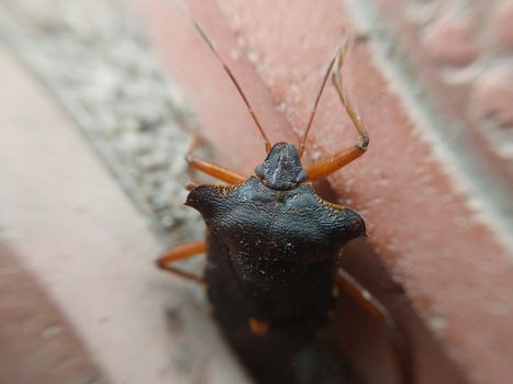 Beetle crawling on the concrete tiles