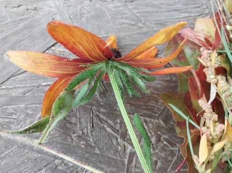 Autumn colorful flowers lie on a the table