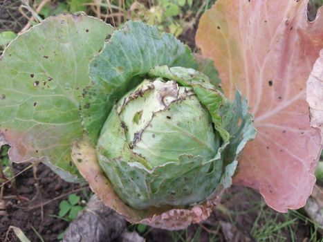 Green cabbage grown in a the garden