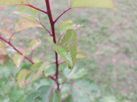 Colorful plant leaves after the  rain