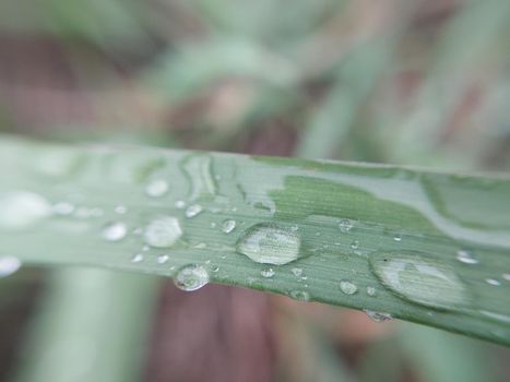 Fallen autumn morning dew on the leaves of the  plants