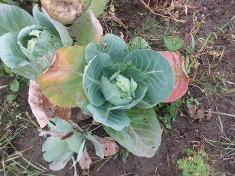 Green cabbage grown in a the garden