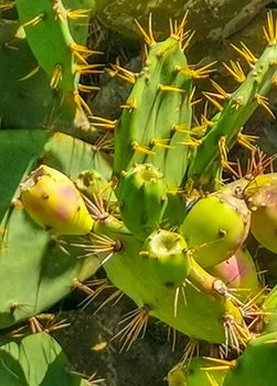 Spiny green cactus cacti plants and trees with spines fruits in Tulum Roo Mexico.