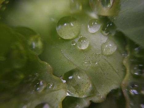 Fallen autumn morning dew on the leaves of the  plants