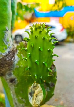 Spiny green cactus cacti plants and trees with spines fruits in Playa del Carmen Quintana Roo Mexico.