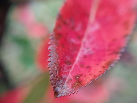 Colorful plant leaves after the  rain