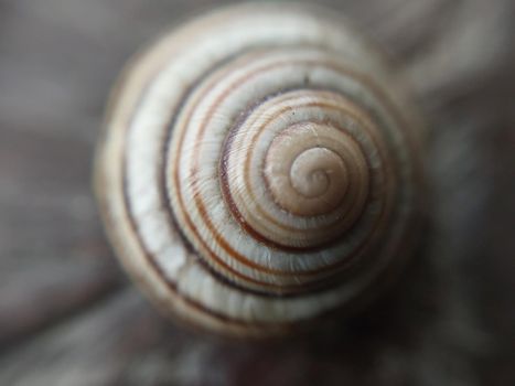 Land snail shell in a the garden